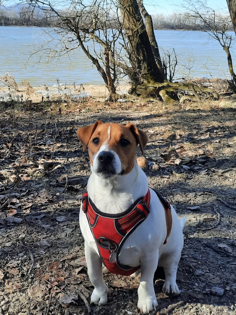 Skippy, a Russell-type Terrier and Smooth Fox Terrier mix tested with EmbarkVet.com