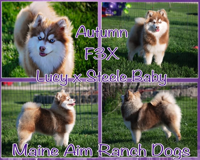 Autumn, a Pomsky tested with EmbarkVet.com