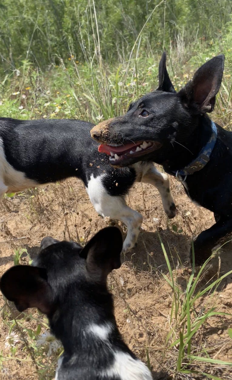 Shadow, a Rat Terrier tested with EmbarkVet.com