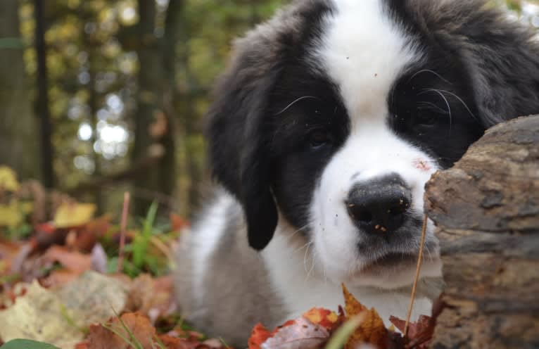 Sully, a Saint Bernard tested with EmbarkVet.com