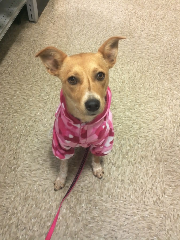 Zoe, an Australian Cattle Dog and Rat Terrier mix tested with EmbarkVet.com