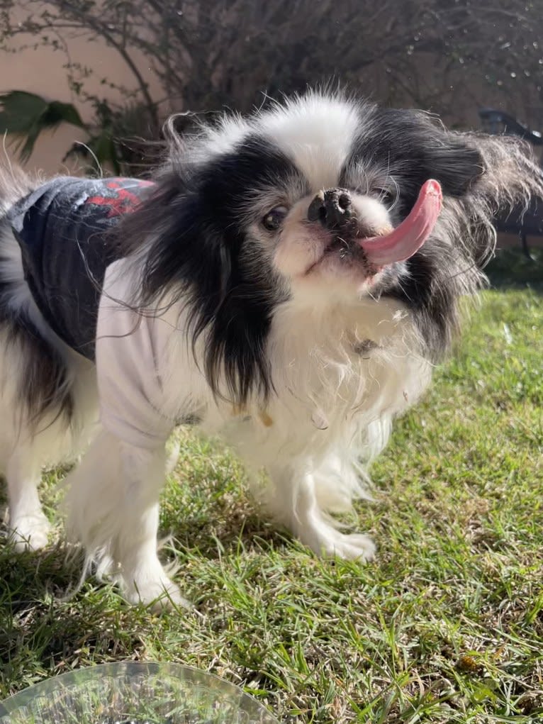 Alvie, a Japanese Chin tested with EmbarkVet.com