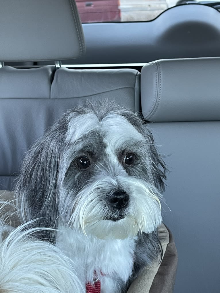 Winham’s “DollyBelle” of Rocky Mountain Cotons, a Coton de Tulear tested with EmbarkVet.com