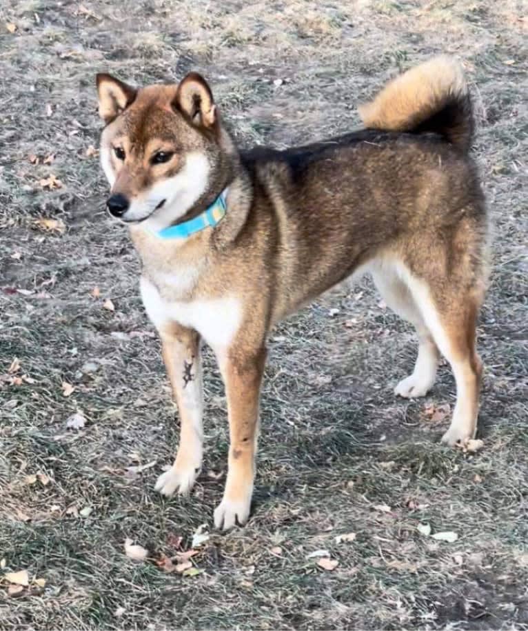 Raya, a Shiba Inu tested with EmbarkVet.com