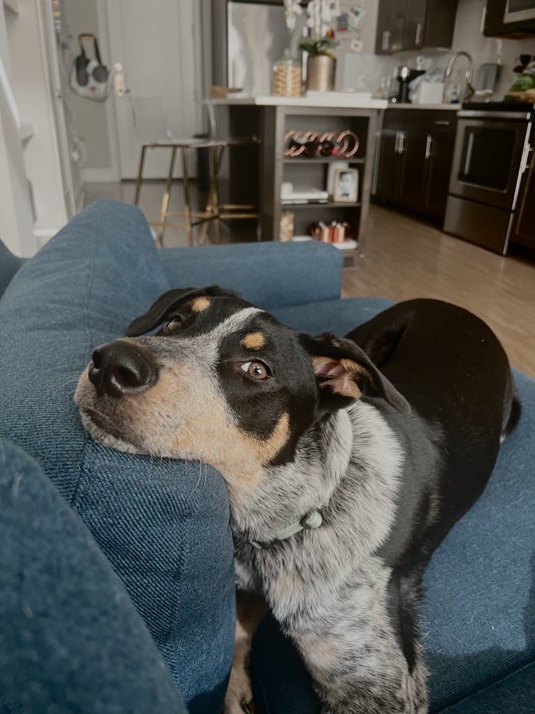 Milo, an Australian Cattle Dog and American Pit Bull Terrier mix tested with EmbarkVet.com