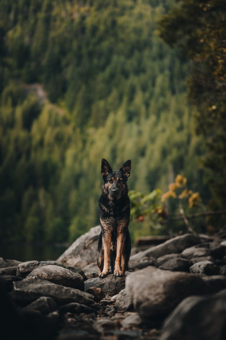 Dino, a German Shepherd Dog tested with EmbarkVet.com