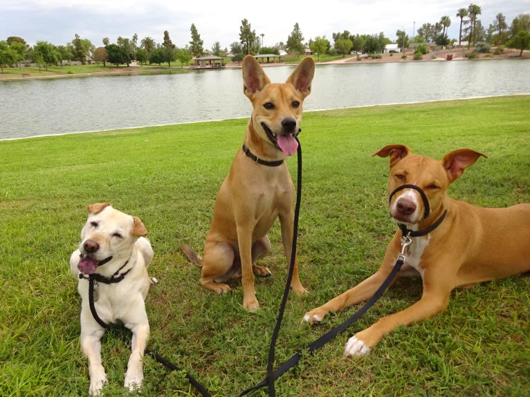 Bean, a Chow Chow and Chihuahua mix tested with EmbarkVet.com