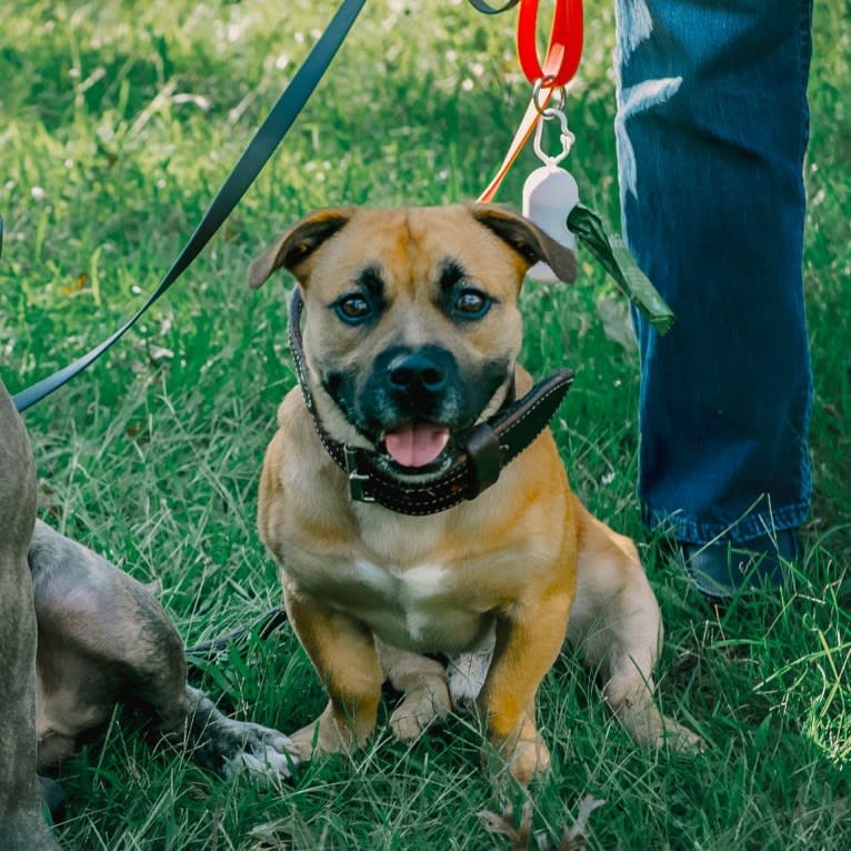Photo of KINGSLEY, an American Pit Bull Terrier and Pekingese mix in New York, USA