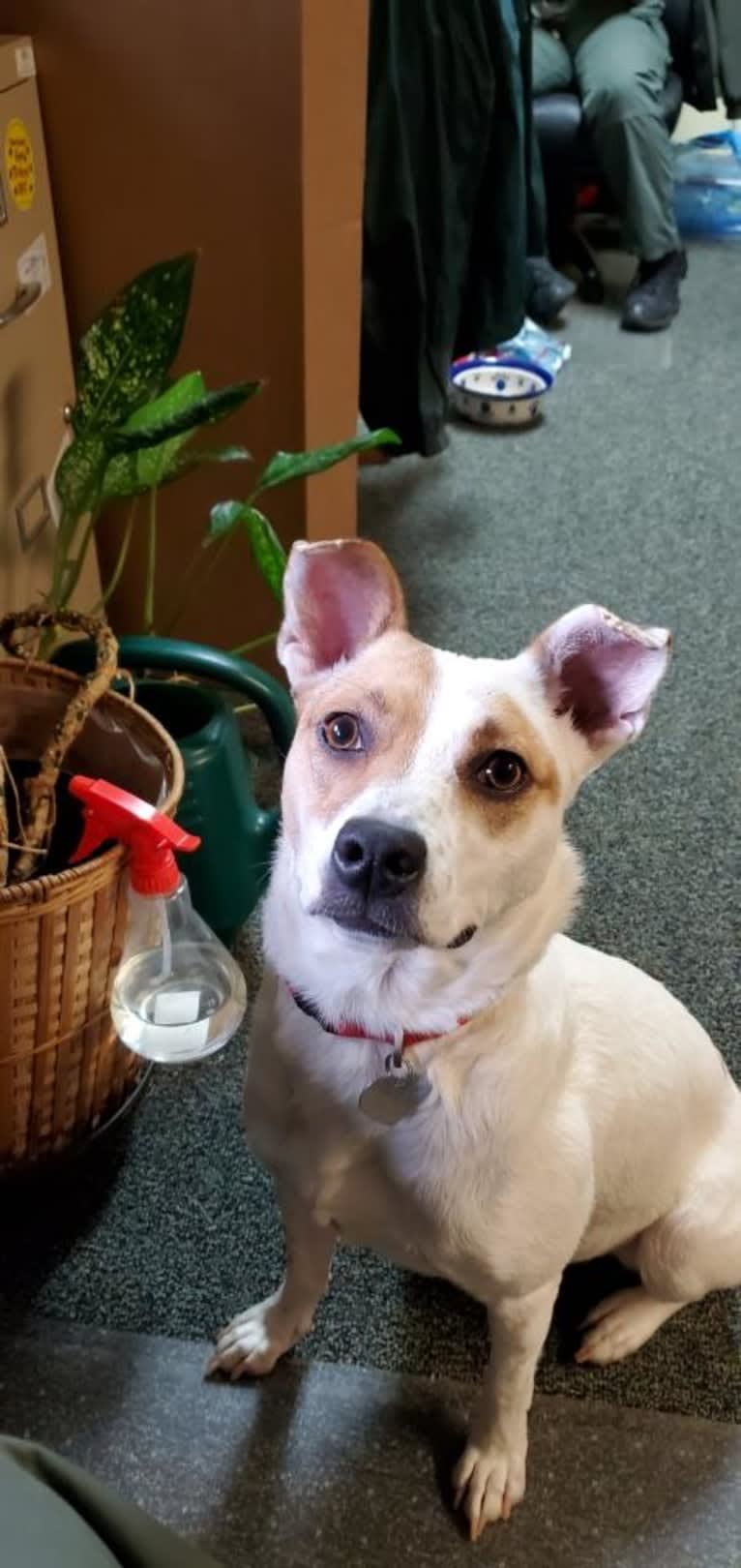 Maze, an Australian Cattle Dog and Chihuahua mix tested with EmbarkVet.com