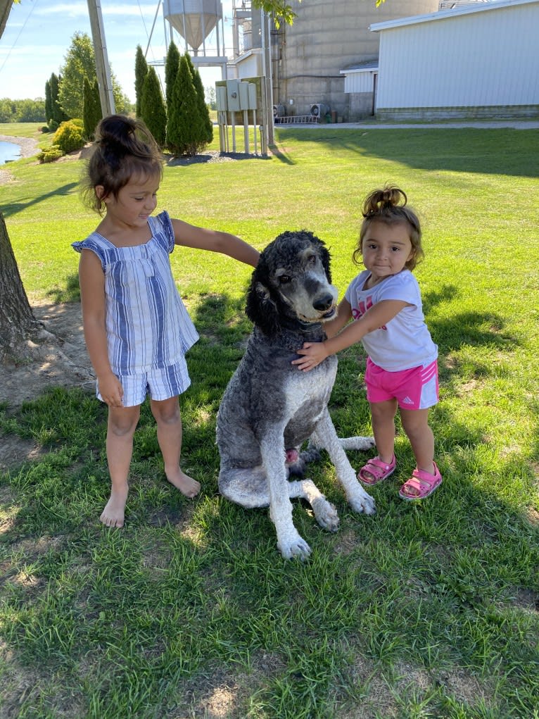 Hank, a Poodle (Standard) tested with EmbarkVet.com