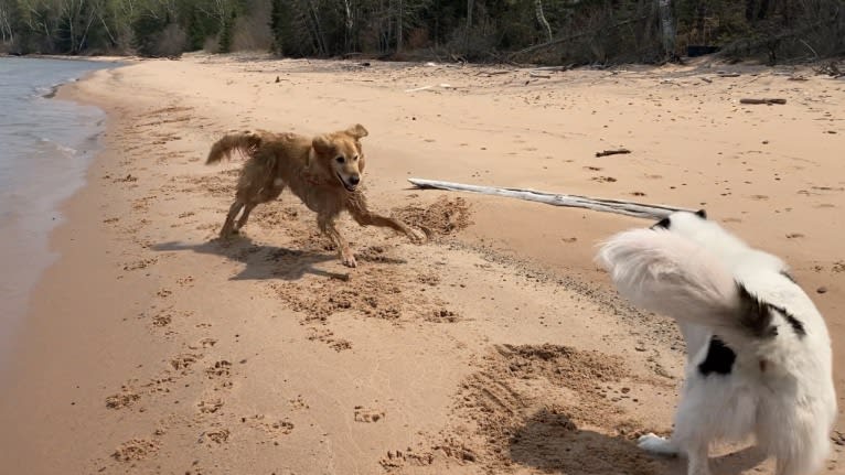Timber “Gross Manor’s I’ll Be The One You Won’t Forget”, a Golden Retriever tested with EmbarkVet.com