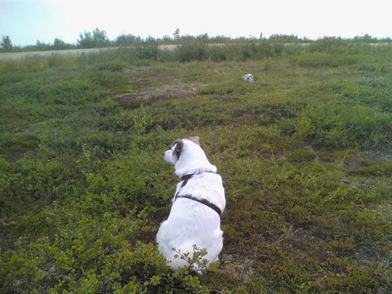 Buddy, an American Eskimo Dog and Norwegian Elkhound mix tested with EmbarkVet.com