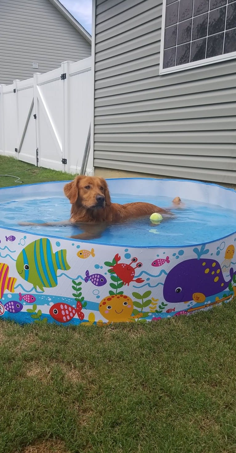 Ron, a Golden Retriever tested with EmbarkVet.com