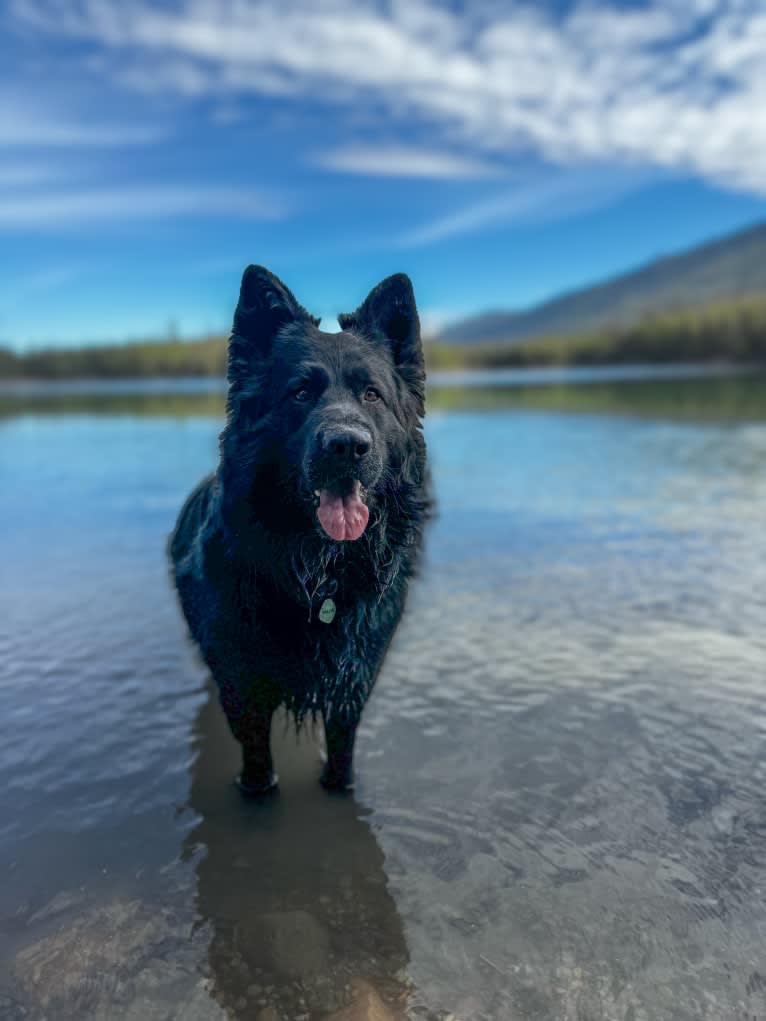 Valor Vom Hof Grebe, a German Shepherd Dog tested with EmbarkVet.com