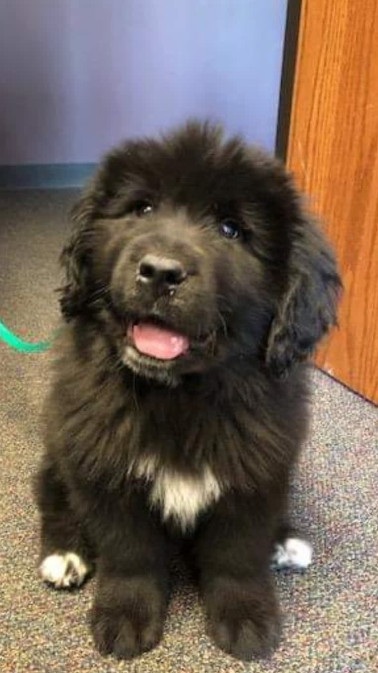 Bosco, a Saint Bernard and Labrador Retriever mix tested with EmbarkVet.com