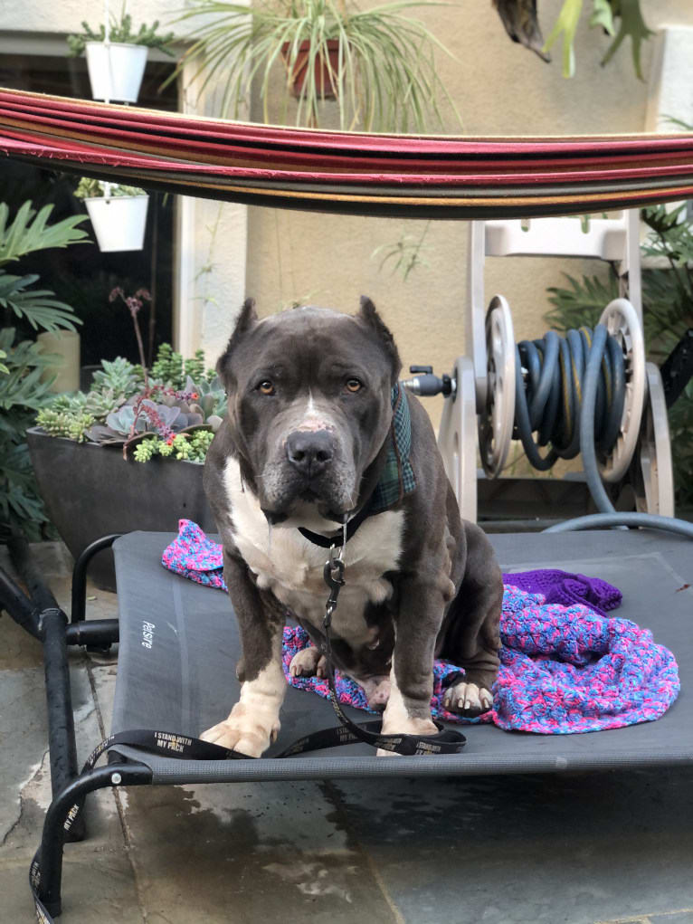 Otis, an American Pit Bull Terrier and Neapolitan Mastiff mix tested with EmbarkVet.com