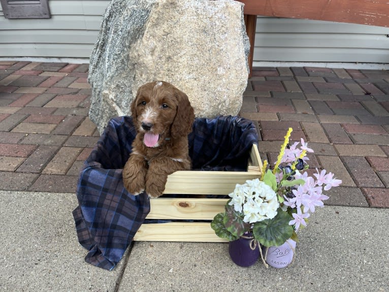 Malcolm, a Goldendoodle tested with EmbarkVet.com