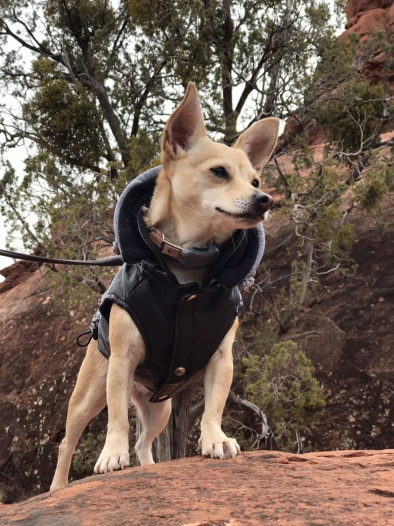 Chaco, a Chihuahua and Pomeranian mix tested with EmbarkVet.com