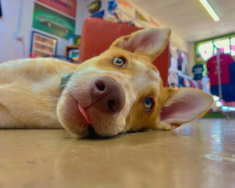 Lou, an Australian Cattle Dog and Australian Shepherd mix tested with EmbarkVet.com