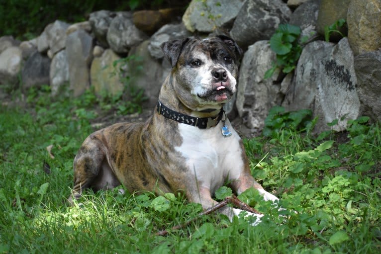 Jackson, an American Pit Bull Terrier and Bulldog mix tested with EmbarkVet.com