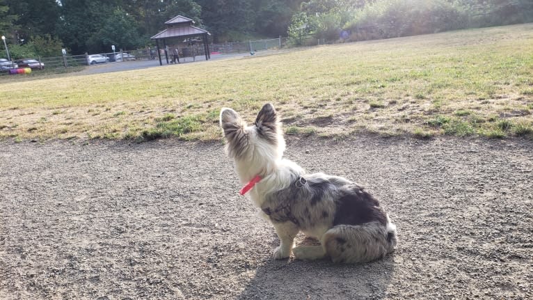 Lady Merle, a Cardigan Welsh Corgi and Pembroke Welsh Corgi mix tested with EmbarkVet.com