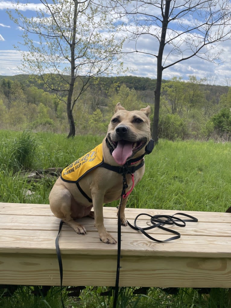 Winnie, an American Pit Bull Terrier tested with EmbarkVet.com