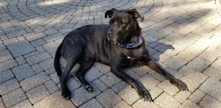 Zeke, an American Pit Bull Terrier and Great Dane mix tested with EmbarkVet.com