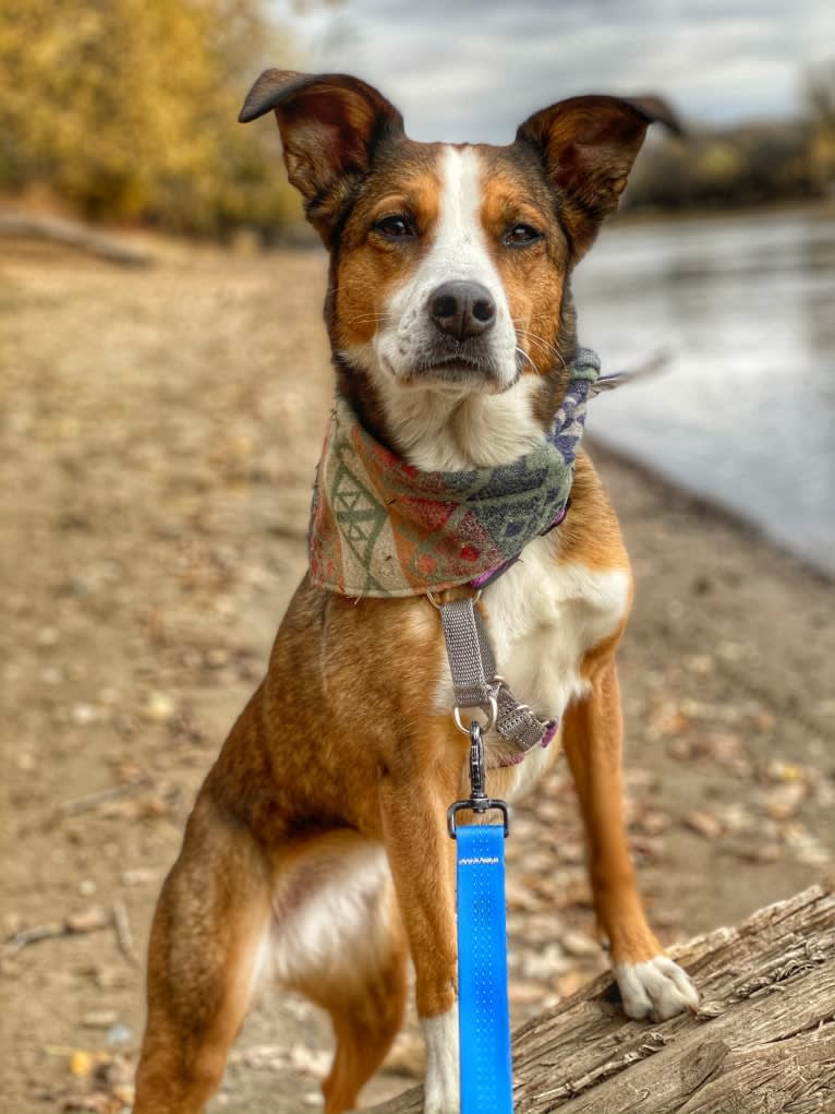 Sidney, an American Pit Bull Terrier and German Shepherd Dog mix tested with EmbarkVet.com