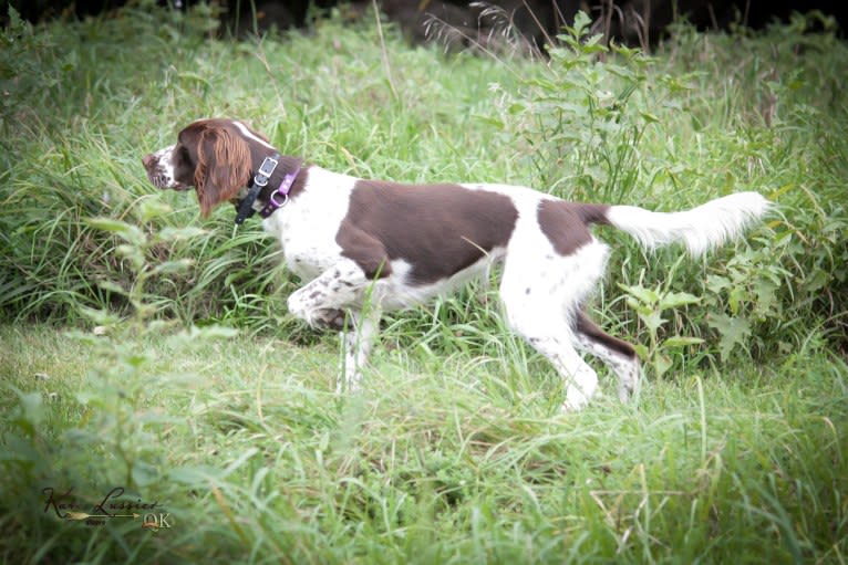 Dutch, a French Spaniel tested with EmbarkVet.com