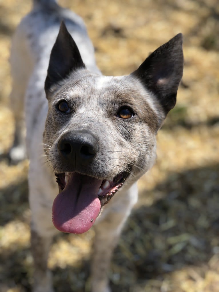 Odin, a German Shepherd Dog and Australian Cattle Dog mix tested with EmbarkVet.com
