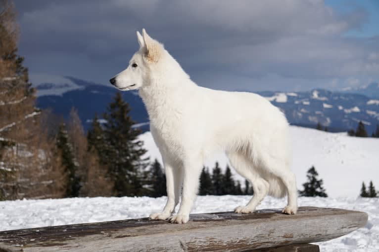 Amore Mira of Carinthian Stars, a White Shepherd tested with EmbarkVet.com