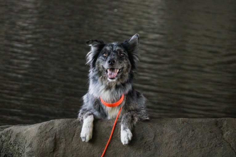 Dakota, an Australian Shepherd tested with EmbarkVet.com