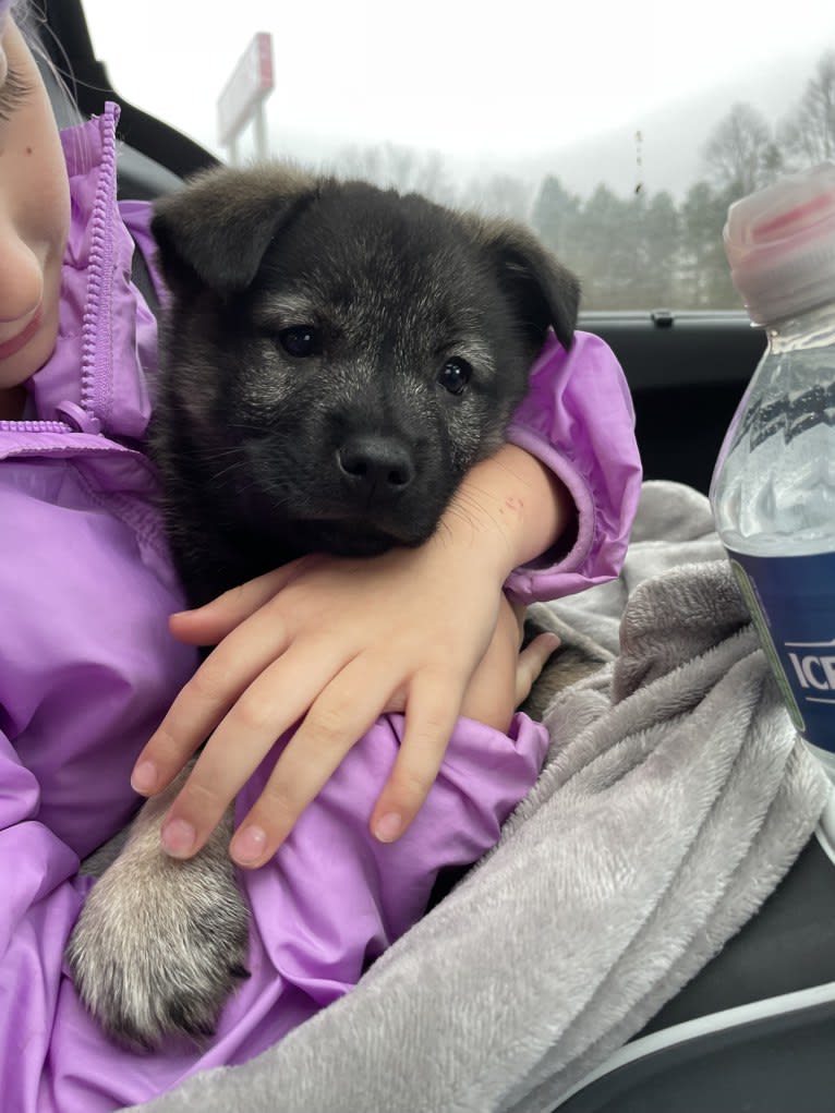 Brutus, a Norwegian Elkhound tested with EmbarkVet.com
