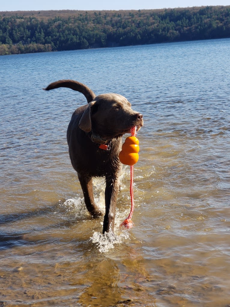 Jordy, a Labrador Retriever tested with EmbarkVet.com