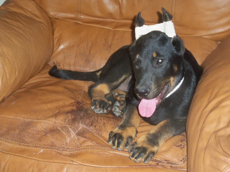 Meg, a Beauceron tested with EmbarkVet.com