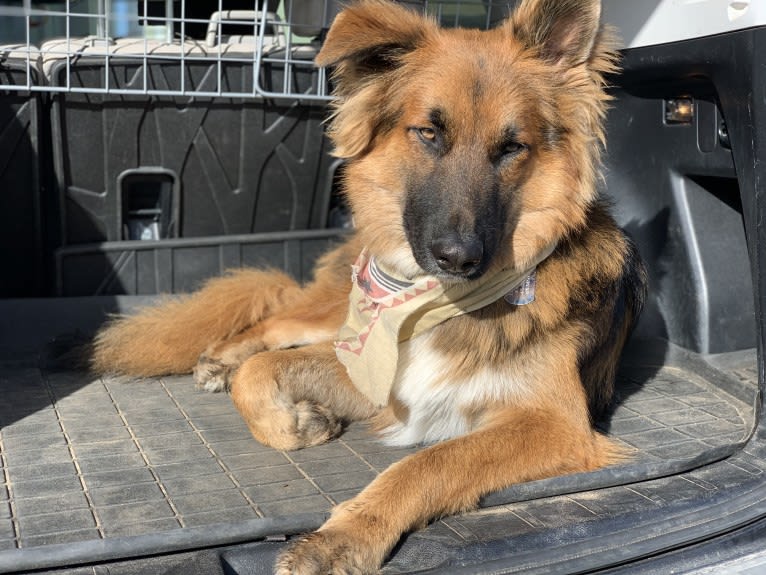 Lobo, a German Shepherd Dog and Siberian Husky mix tested with EmbarkVet.com