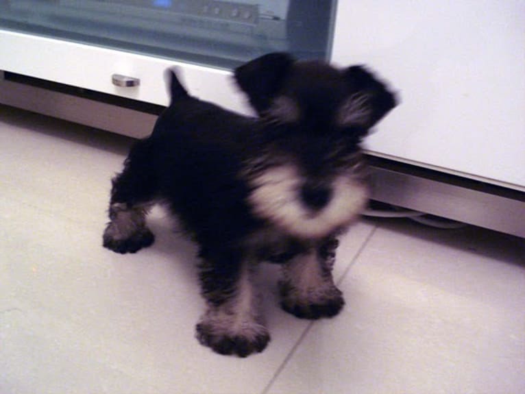 Dickson, a Miniature Schnauzer tested with EmbarkVet.com