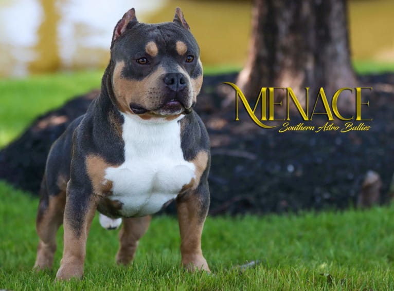 American hot sale bully miyagi