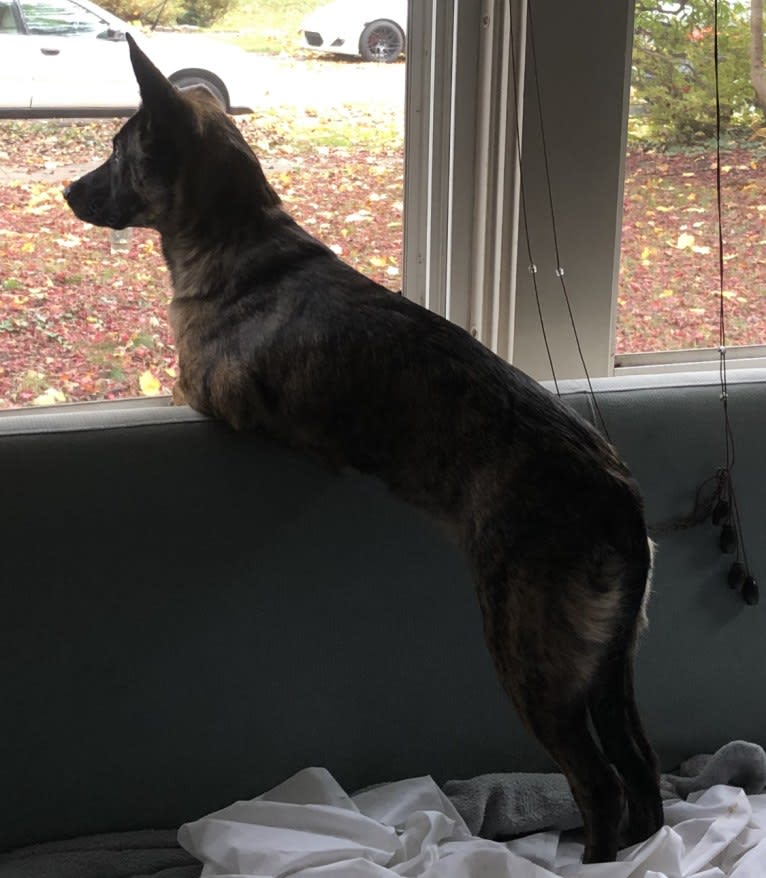 Foxy, a Mountain Cur and German Shepherd Dog mix tested with EmbarkVet.com