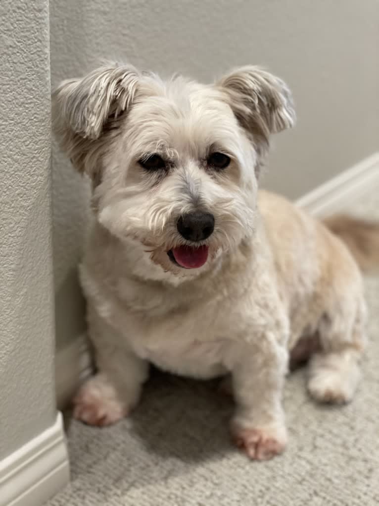 Mr. Simi, an American Eskimo Dog and Poodle (Small) mix tested with EmbarkVet.com