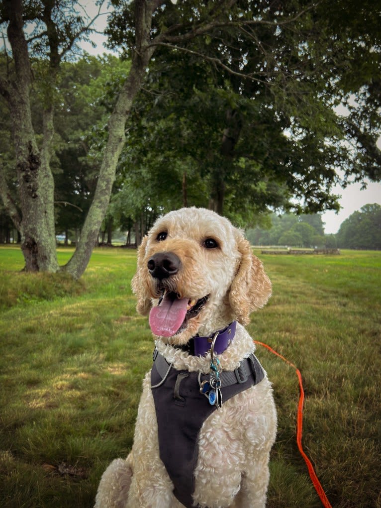 Sam, a Goldendoodle tested with EmbarkVet.com