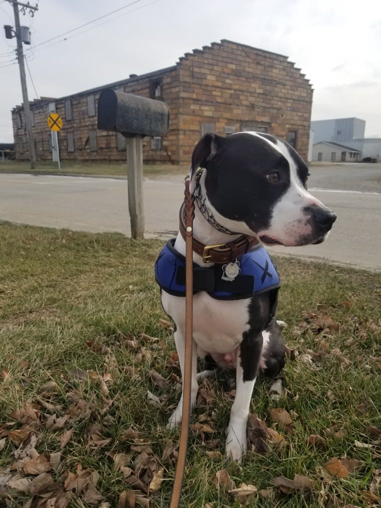 GANT'S OG RUDEBOY "ROCKY", an American Pit Bull Terrier and American Staffordshire Terrier mix tested with EmbarkVet.com