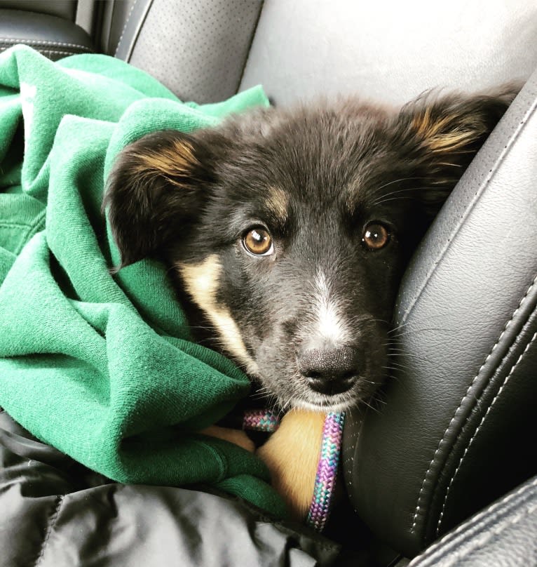 Sierra, a Border Collie and Australian Cattle Dog mix tested with EmbarkVet.com