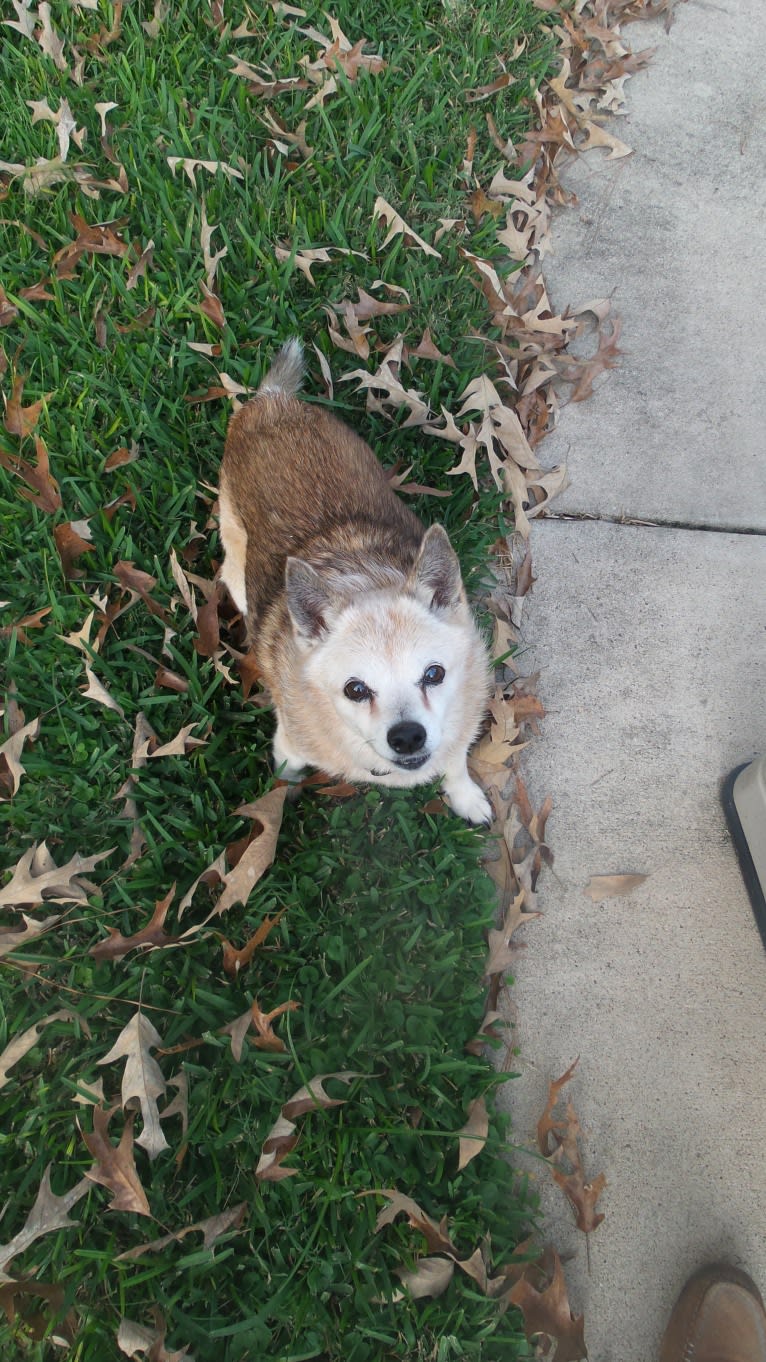 Lassie, a Pomeranian and Rat Terrier mix tested with EmbarkVet.com