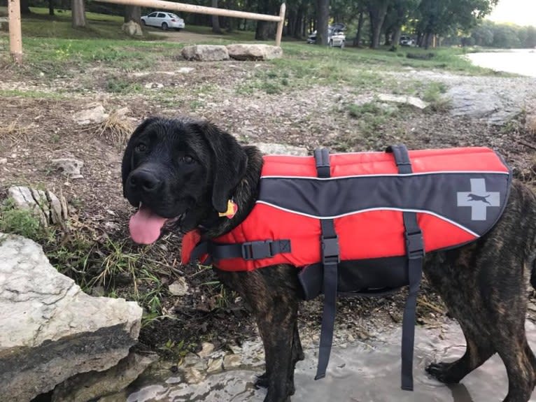 Calliope Jo Prudence Plein, a Mastiff tested with EmbarkVet.com