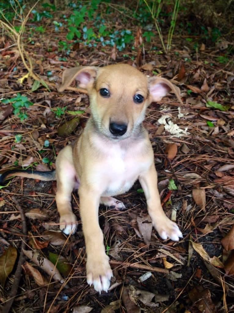 Banbury Cross Mochi, a Carolina Dog tested with EmbarkVet.com