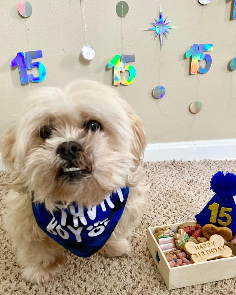 Ziggy Stardust, a Lhasa Apso and Shih Tzu mix tested with EmbarkVet.com