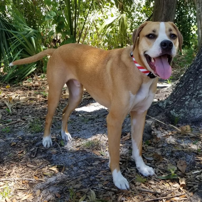 Dakota, an American Pit Bull Terrier and American Staffordshire Terrier mix tested with EmbarkVet.com