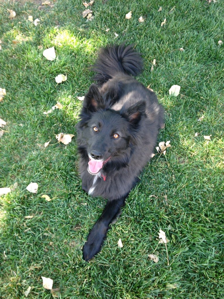 Mo, a Keeshond and Border Collie mix tested with EmbarkVet.com