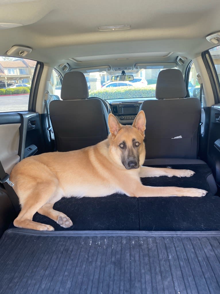 Boban, a German Shepherd Dog and Great Pyrenees mix tested with EmbarkVet.com